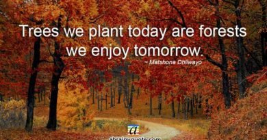 Matshona Dhliwayo Quotes on Plants and Forests